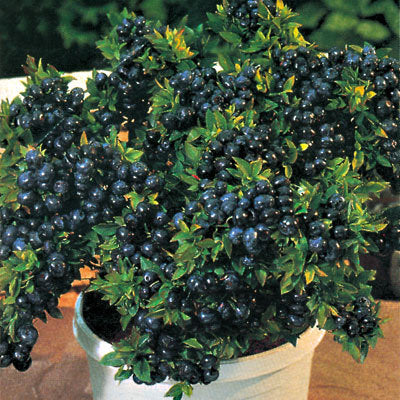 Top Hat Blueberry (Vaccinium x 'Top Hat') - 1 gallon 8"