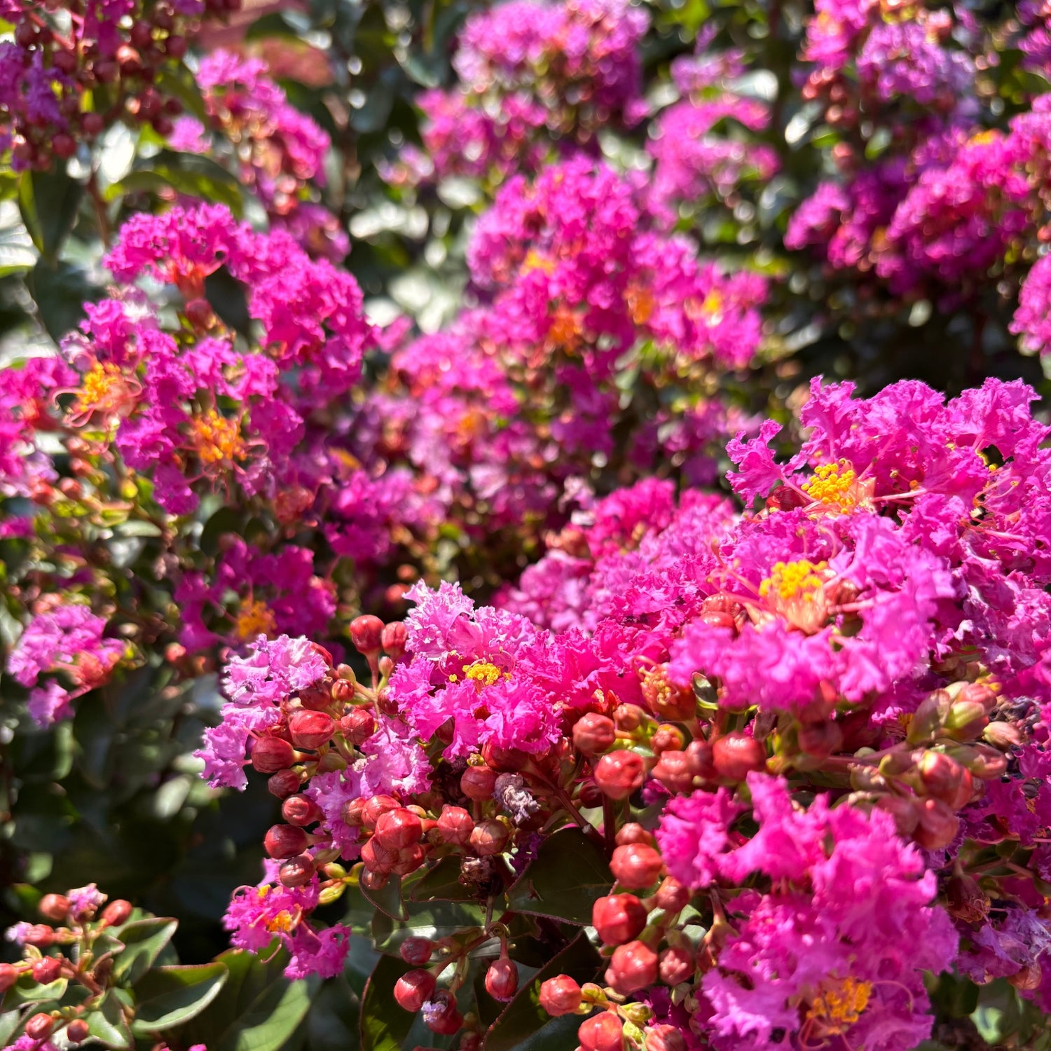 Purple Magic Crape Myrtle — Deep Purple Flowering Shrub (Lagerstroemia 'Purple Magic') · 3 Gal