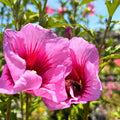 Red Pillar Rose of Sharon — Columnar Summer Bloomer (Hibiscus syriacus 'Red Pillar') · 3 Gal