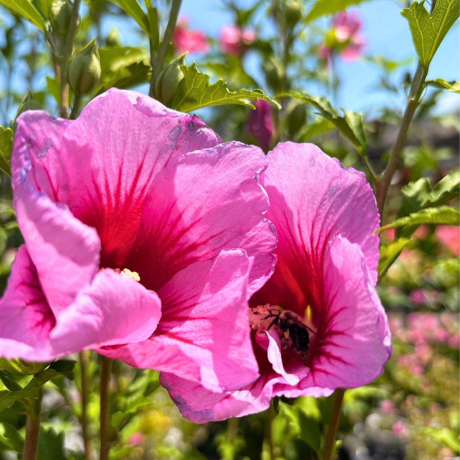 Red Pillar Rose of Sharon — Columnar Summer Bloomer (Hibiscus syriacus 'Red Pillar') · 3 Gal