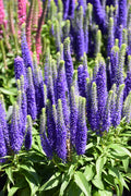 Veronica 'Royal Candles' (1 gallon)