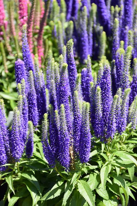Veronica 'Royal Candles' (1 gallon)