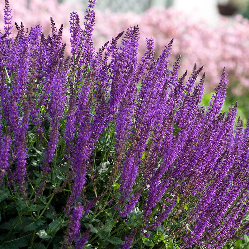 Salvia 'May Night' (1 gallon)