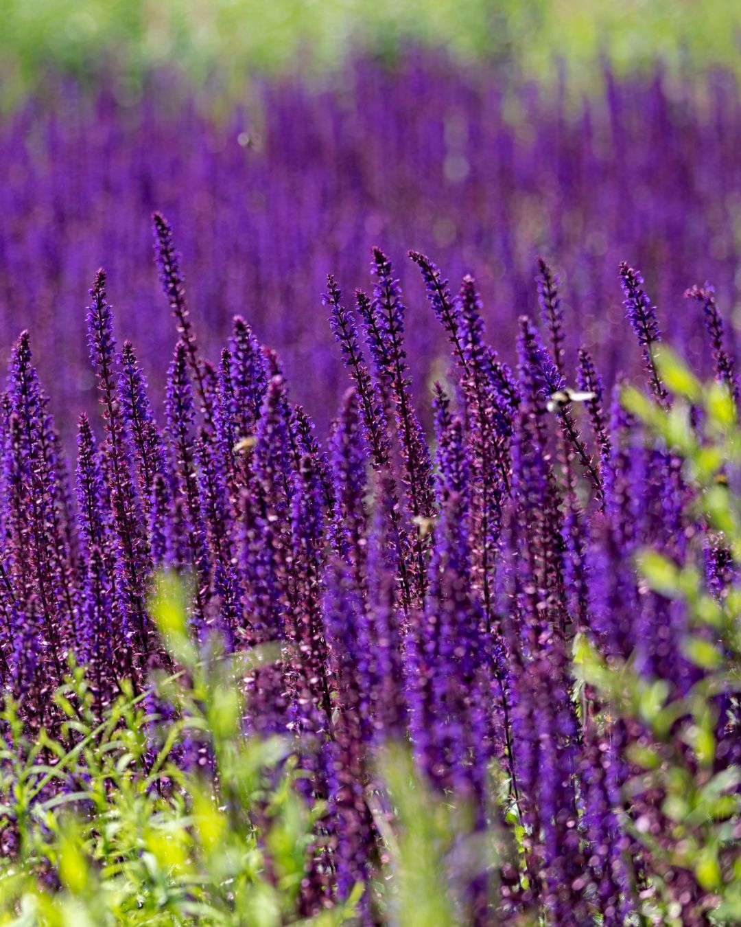 Salvia ‘Caradonna’ (1 gallon)
