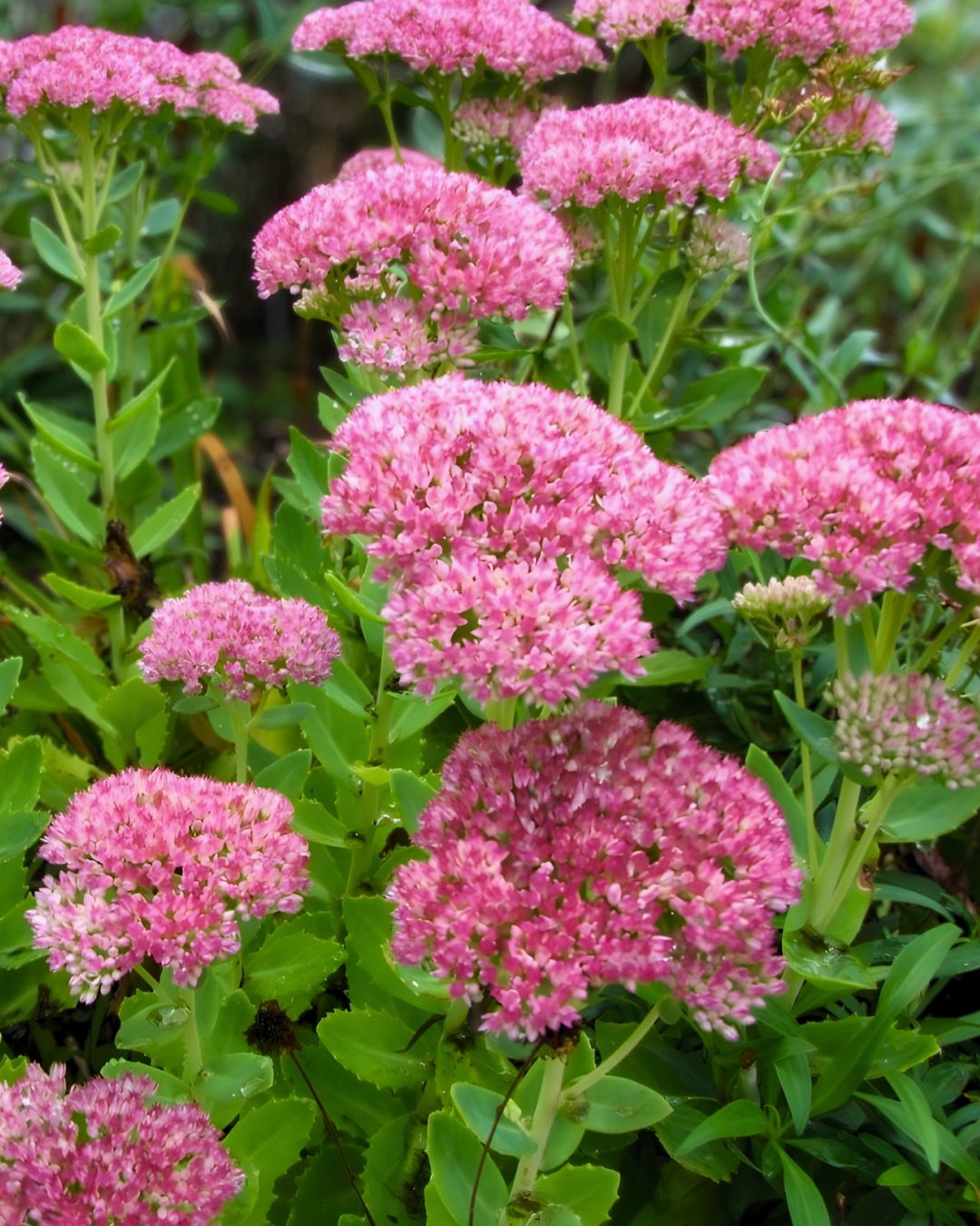 Sedum ‘Autumn Joy’ (1 gallon)