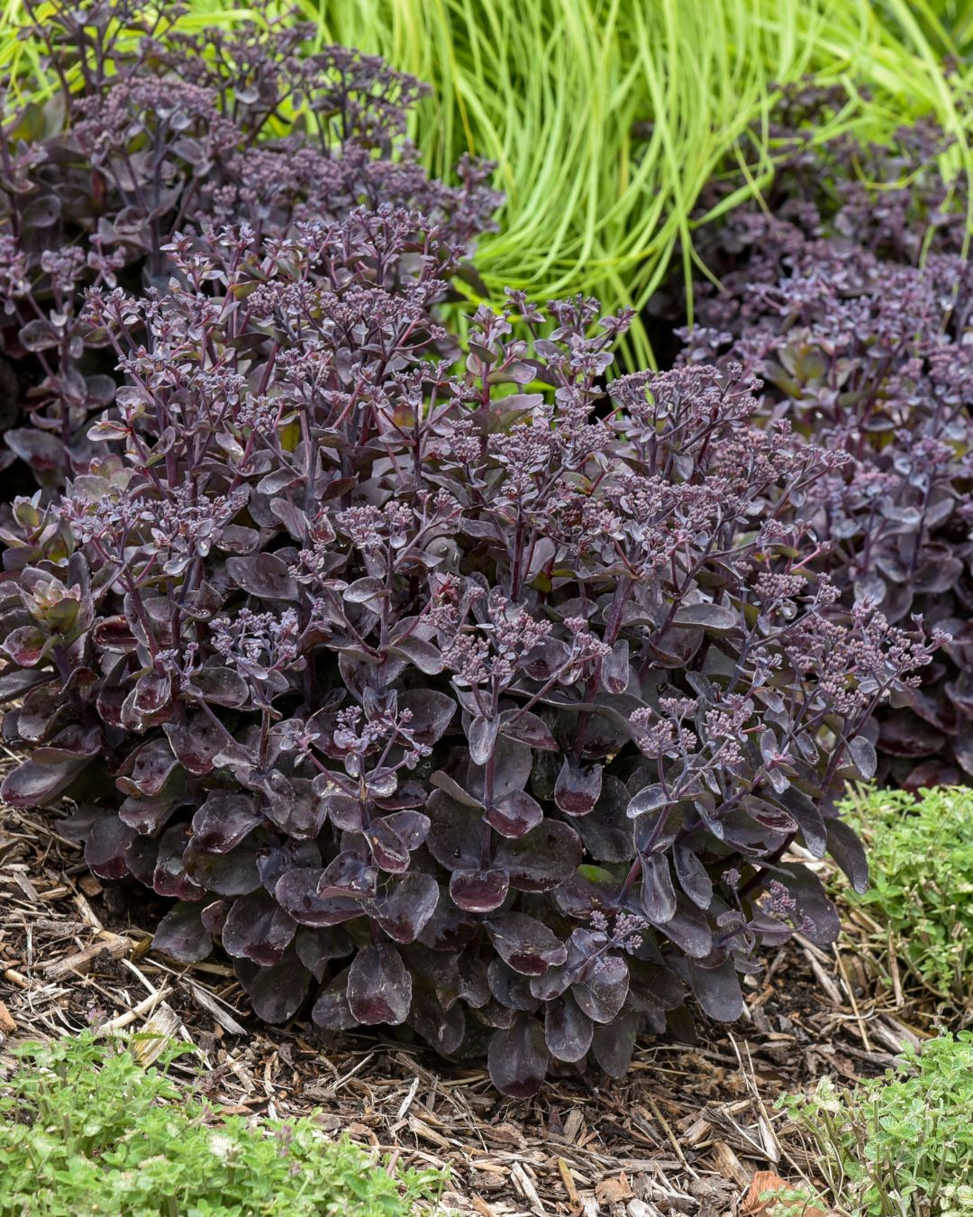 Sedum ‘Back in Black’ (1 gallon)