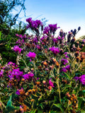 Vernonia ‘Iron Butterfly’ (Ironweed)