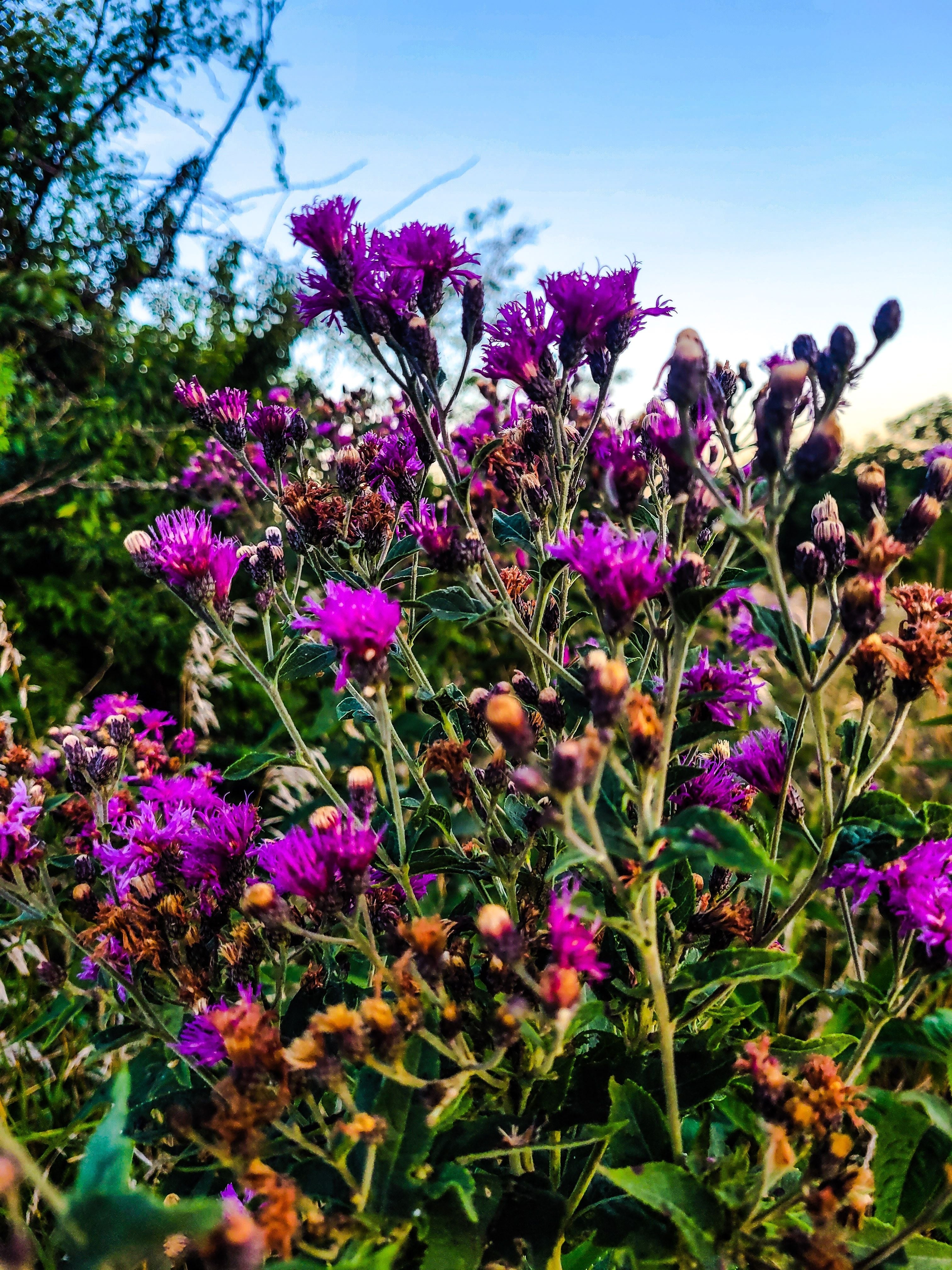 Vernonia ‘Iron Butterfly’ (Ironweed)