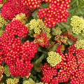 Strawberry Seduction Yarrow — Pollinator-Favorite Perennial (Achillea millefolium 'Strawberry Seduction') · 1 Gal