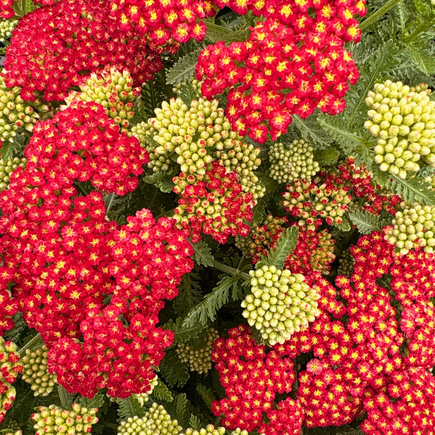 Strawberry Seduction Yarrow — Pollinator-Favorite Perennial (Achillea millefolium 'Strawberry Seduction') · 1 Gal