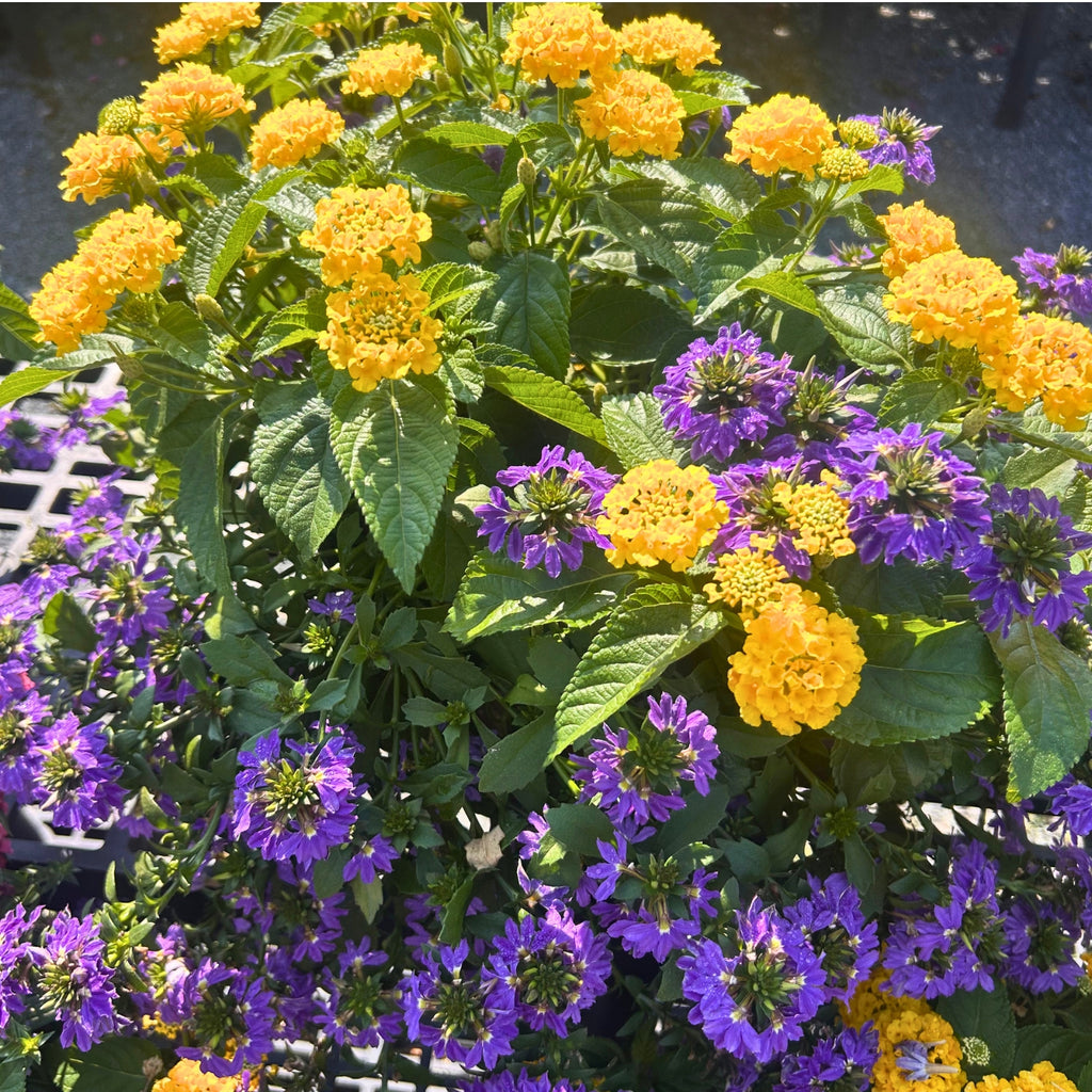 Lantana & Scaevola Combo — Golden Lantana & Violet Fan Flower (Lantana camara × Scaevola aemula) · 9" Pot