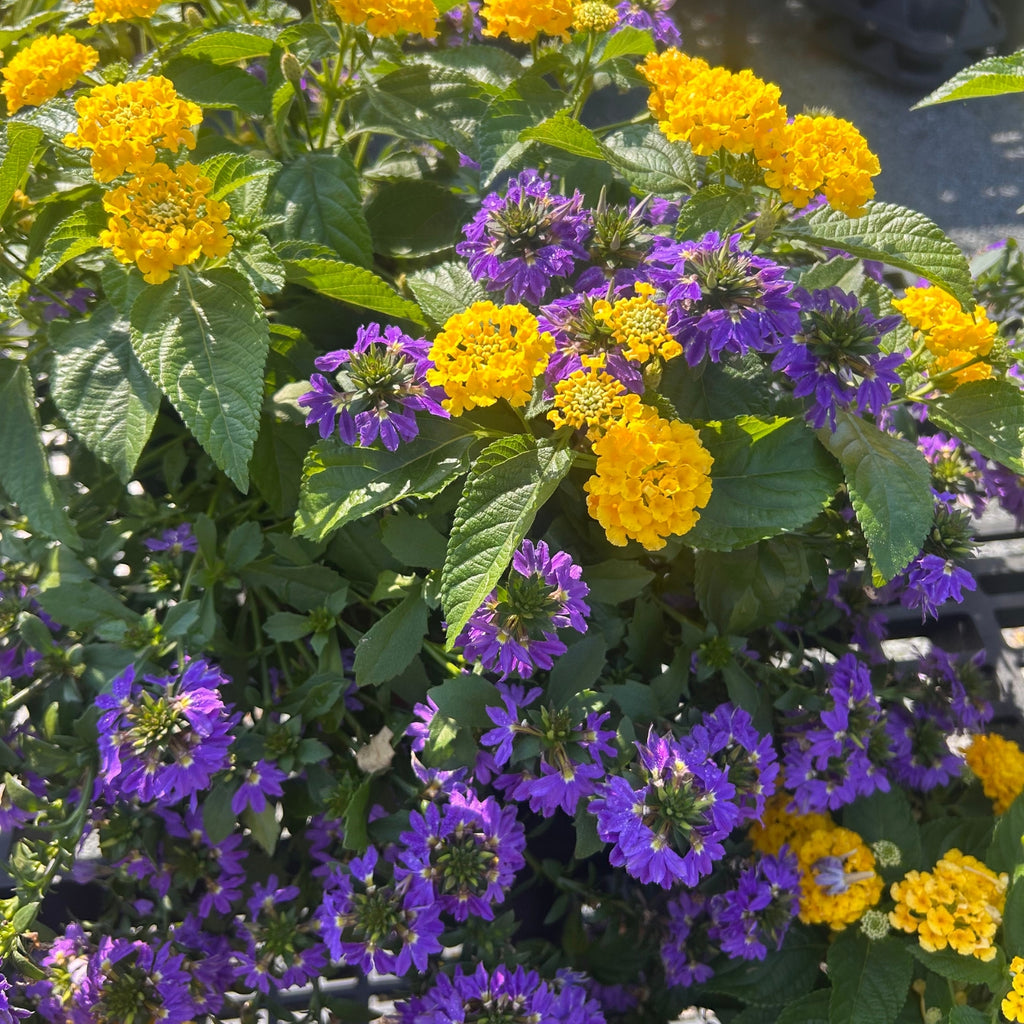 Lantana & Scaevola Combo — Golden Lantana & Violet Fan Flower (Lantana camara × Scaevola aemula) · 9" Pot
