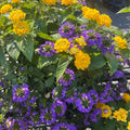 Lantana & Scaevola Combo — Golden Lantana & Violet Fan Flower (Lantana camara × Scaevola aemula) · 9" Pot