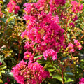 Tonto Crape Myrtle — Fuchsia-Red Flowering Shrub (Lagerstroemia indica x fauriei 'Tonto') · 3 Gal