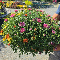 Mum Combo — Purple, Gold & Red (Chrysanthemum × morifolium) · 9" Pot