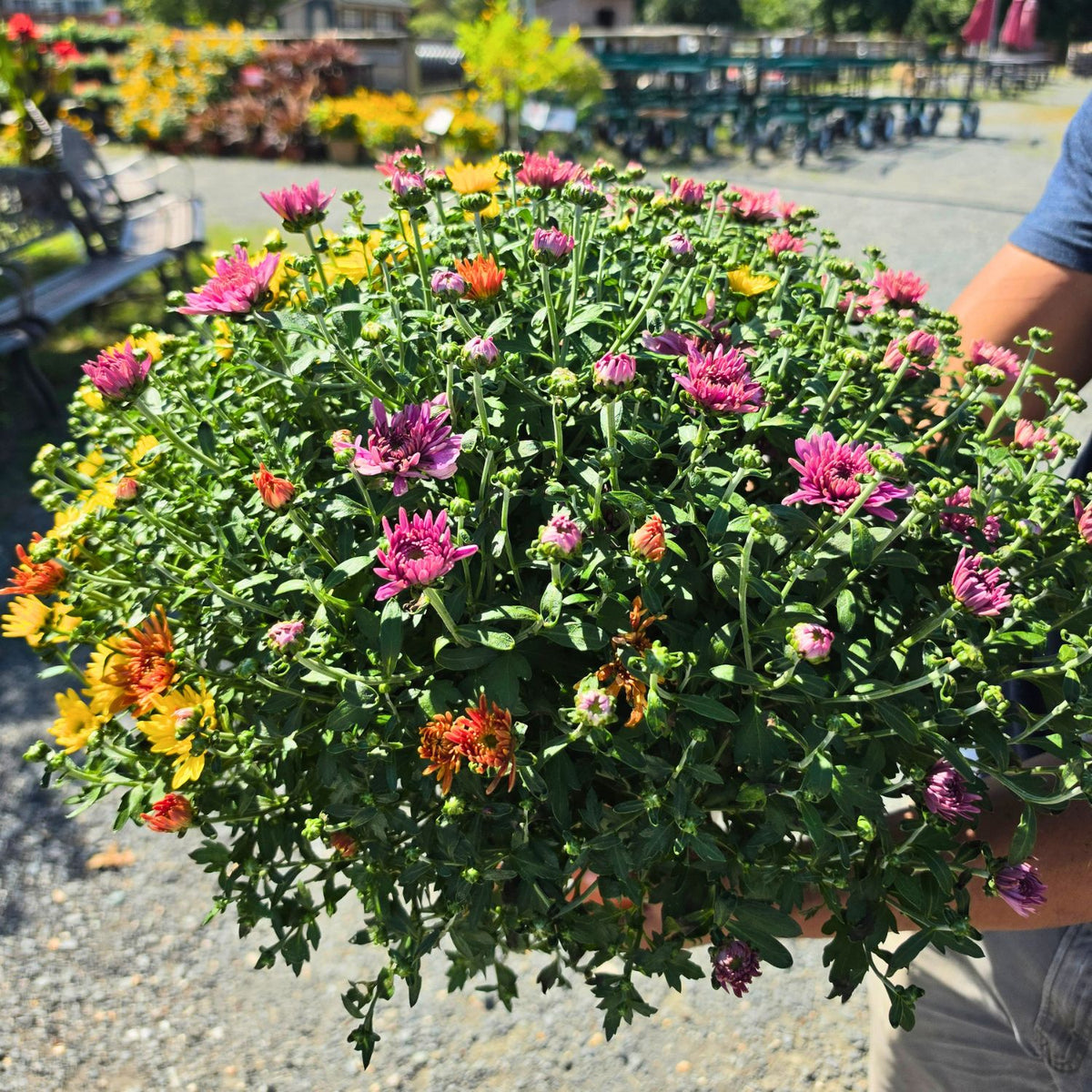 Mum Combo — Purple, Gold & Red (Chrysanthemum × morifolium) · 9" Pot