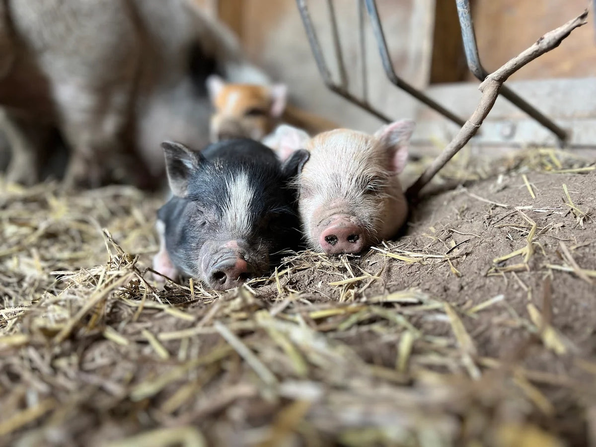Farm animals at the Reston Farm petting zoo