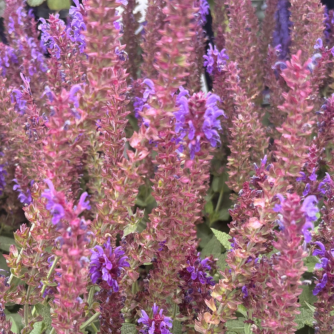 Violet Riot Salvia — Color Spires Perennial Salvia (Salvia nemorosa 'Violet Riot') · 1.5 Gal