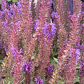 Violet Riot Salvia — Color Spires Perennial Salvia (Salvia nemorosa 'Violet Riot') · 1.5 Gal