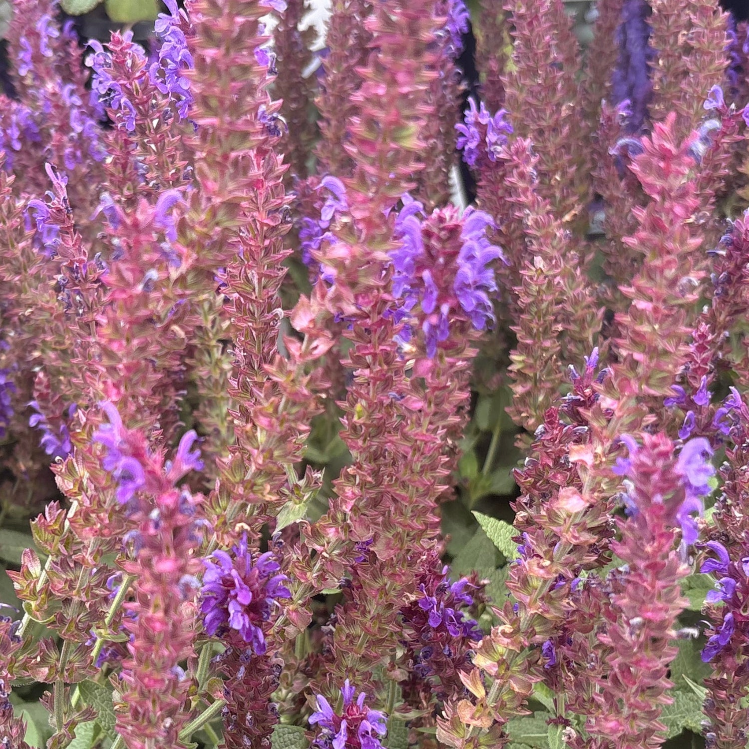 Violet Riot Salvia — Color Spires Perennial Salvia (Salvia nemorosa 'Violet Riot') · 1.5 Gal