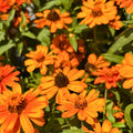 Profusion Orange Zinnia — Nonstop Summer Color (Zinnia 'Profusion Orange') · 6" Pot