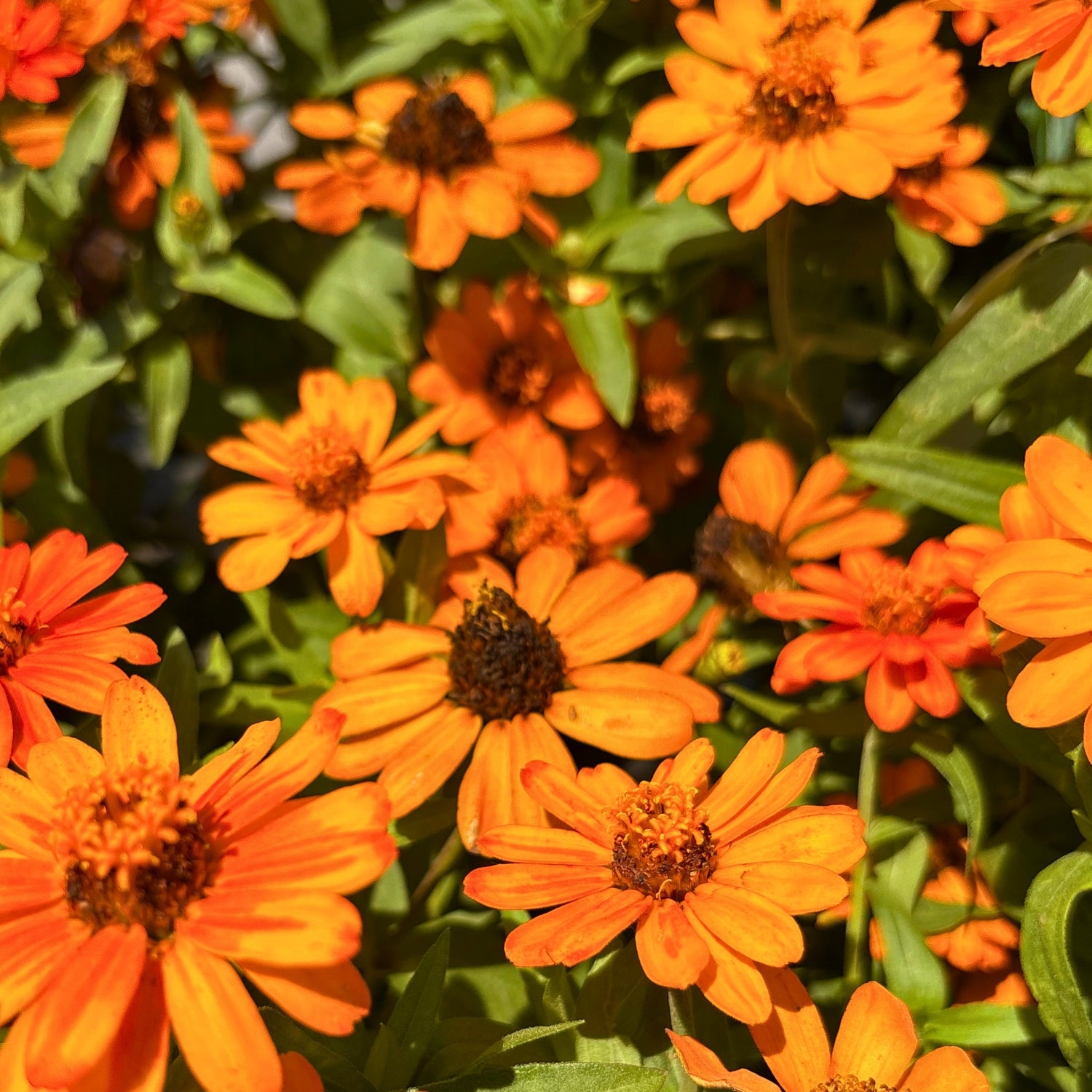 Profusion Orange Zinnia — Nonstop Summer Color (Zinnia 'Profusion Orange') · 6" Pot