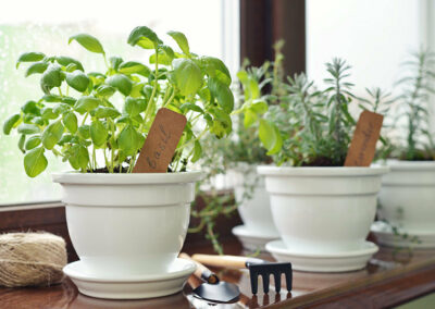 Kitchen Herb Garden: A Tasty Way to Cook Through the Fall & Winter