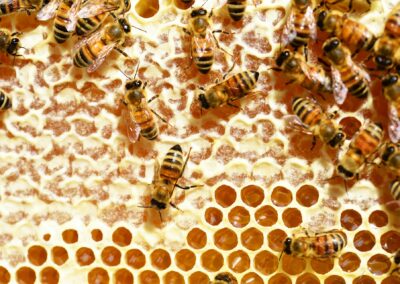 Reston Farm Garden Market Carries Raw Honey from Golden Angels Apiary, VA