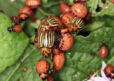 Are Bad Bugs a Growing Problem in Your Garden?