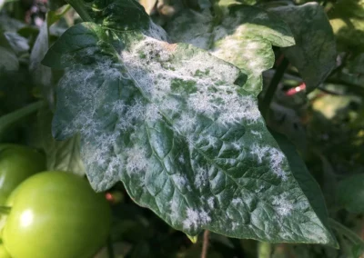 How to Identify and Address Powdery Mildew