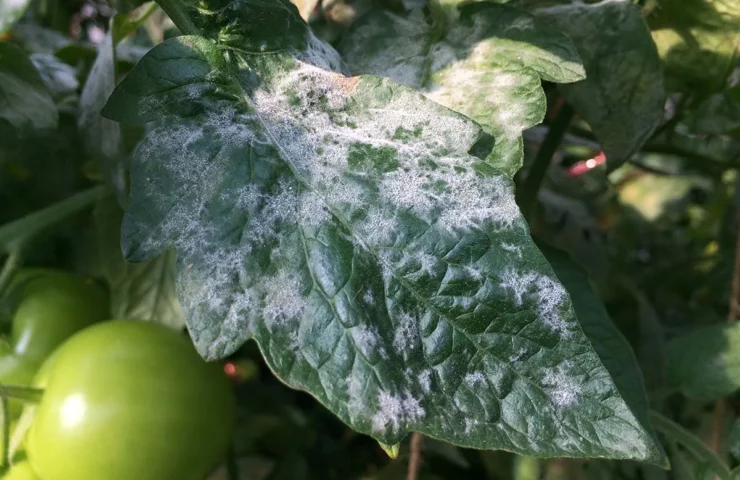 powdery mildew