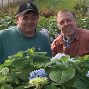 Endless Summer Hydrangeas