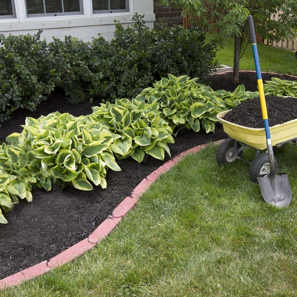 Black colored shredded mulch in landscape