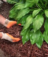 Brown colored mulch in landscape