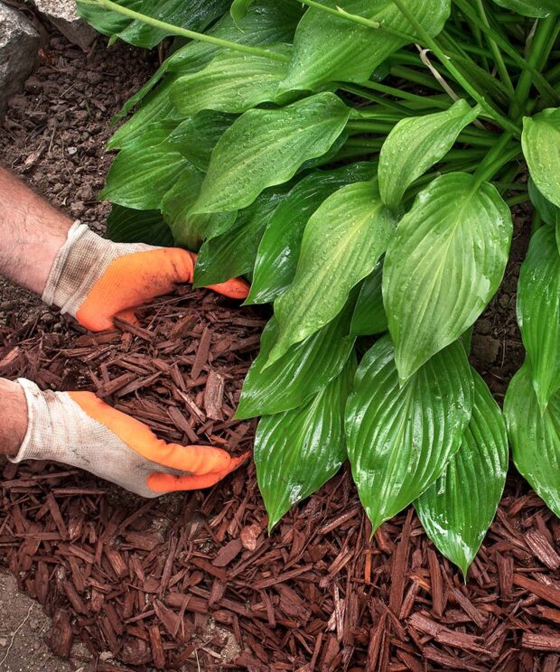 Brown colored mulch in landscape