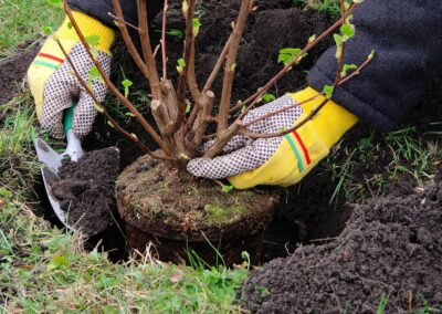 Fall is the Best Time to Plant Trees and Shrubs