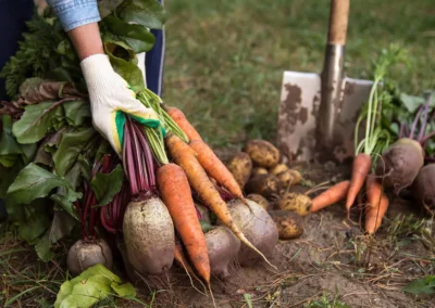 August and September is Time to Plant Your Fall Veggies