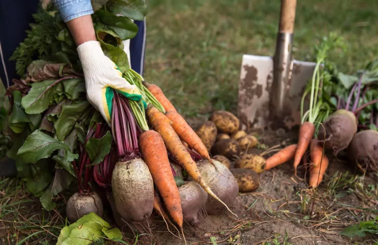 Fall veggie planting