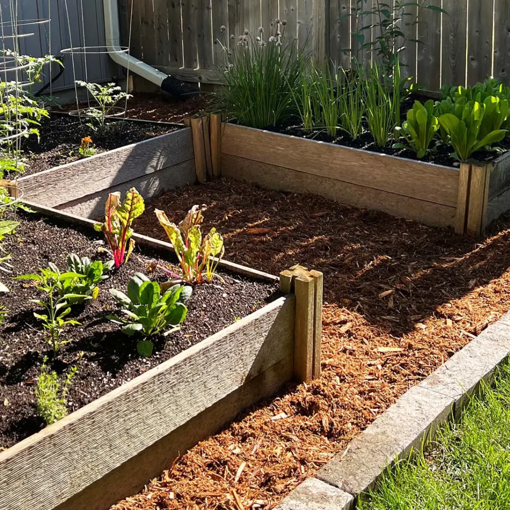 Cedar shredded mulch in landscape