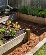 Cedar shredded mulch in landscape