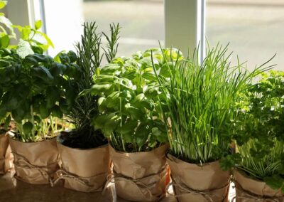 Create Your Kitchen Herb Garden for Fresh Herbs All Year