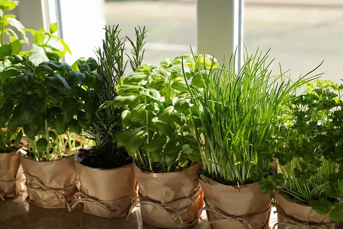 Kitchen herb garden