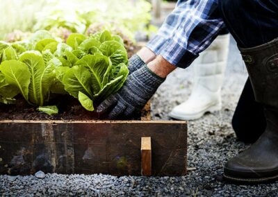 Grow Your Own Veggies From Seed: Planting Guide for Zones 7a & 7b