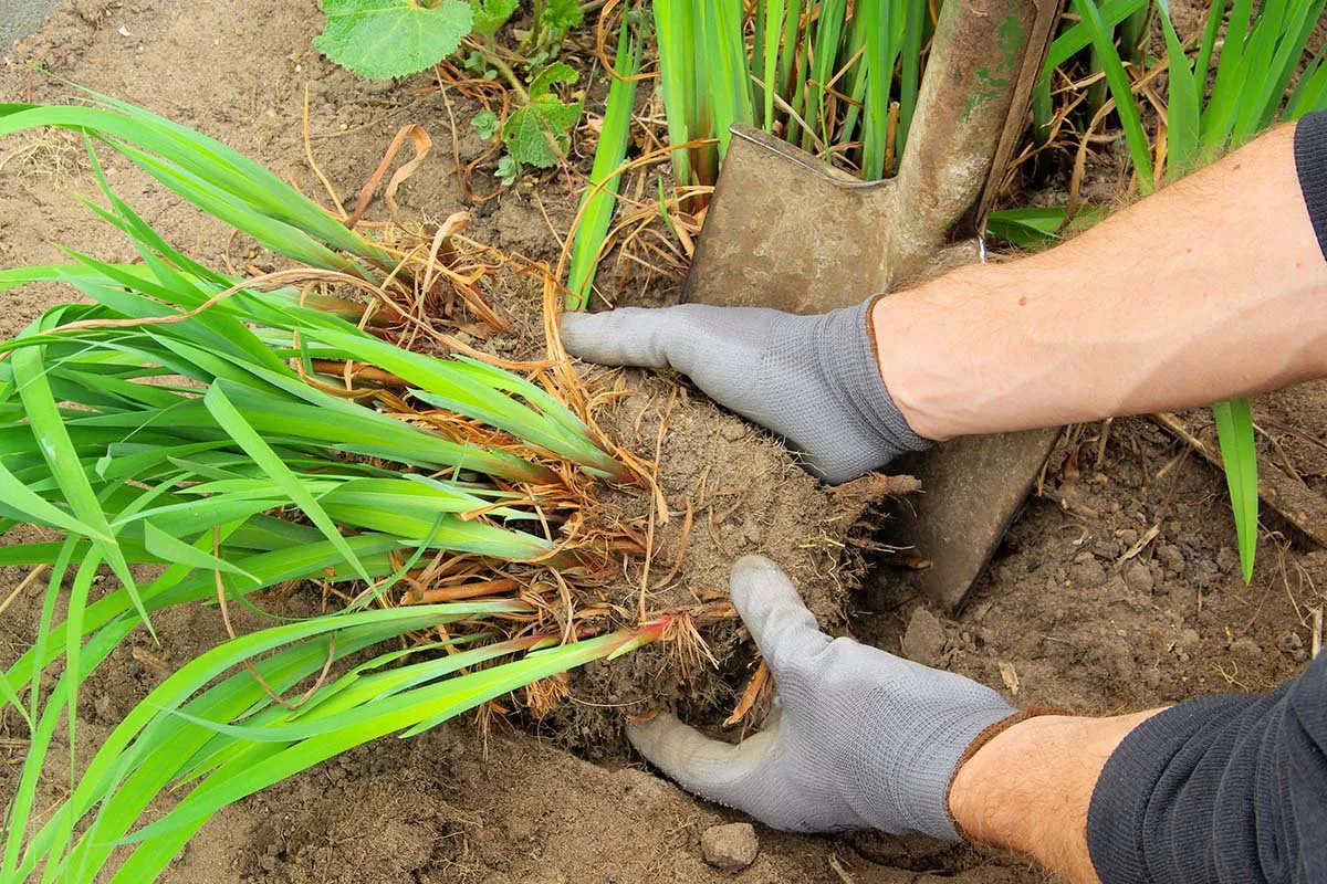 August dividing perennials