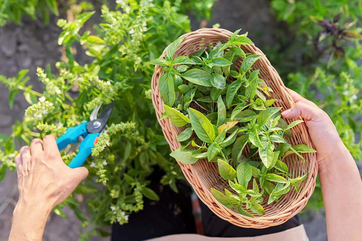 August harvest herbs