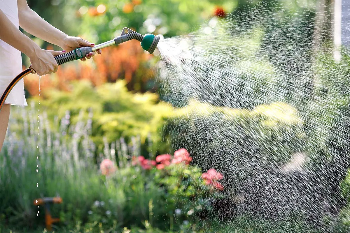 August watering