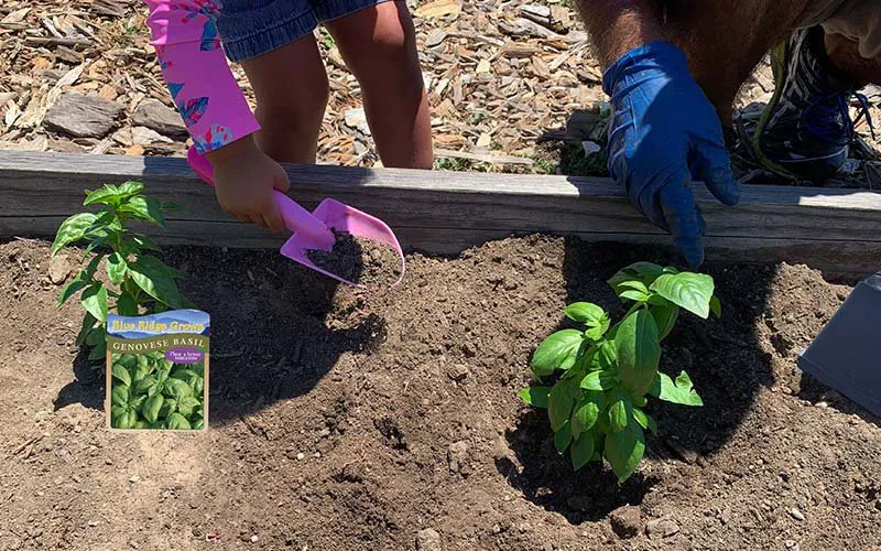 BRG 2022 Press Release Photo Planting Basil