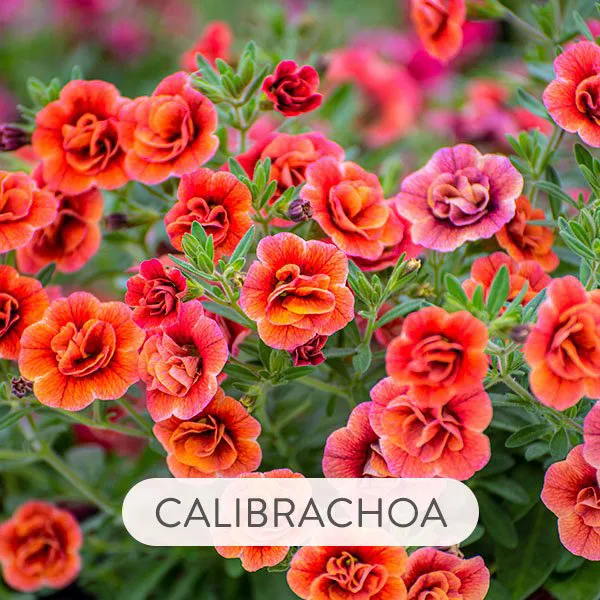 CALIBRACHOA