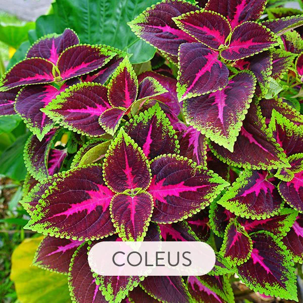 COLEUS