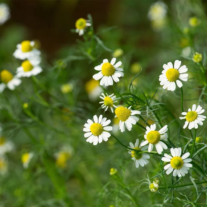 Camomile